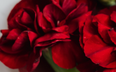 Menu Saint-Valentin 2026